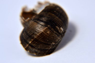 Koklea salyangozu arka planda izole edilmiş.