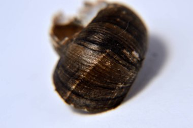 Koklea salyangozu arka planda izole edilmiş.