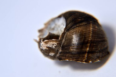 Koklea salyangozu arka planda izole edilmiş.