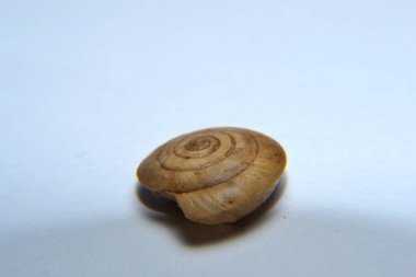 Koklea salyangozu arka planda izole edilmiş.