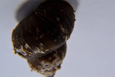 Koklea salyangozu arka planda izole edilmiş.