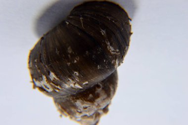 Koklea salyangozu arka planda izole edilmiş.