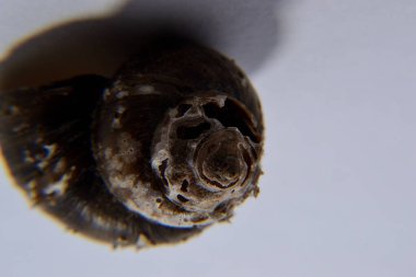 Koklea salyangozu arka planda izole edilmiş.