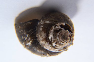 Koklea salyangozu arka planda izole edilmiş.