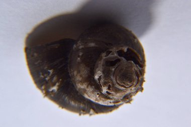 Koklea salyangozu arka planda izole edilmiş.