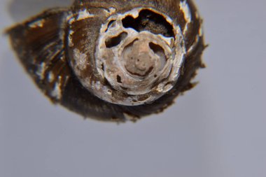 Koklea salyangozu arka planda izole edilmiş.