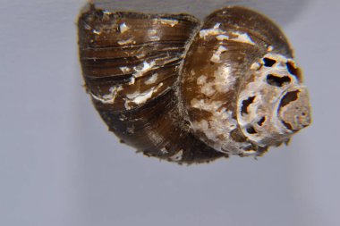 Koklea salyangozu arka planda izole edilmiş.