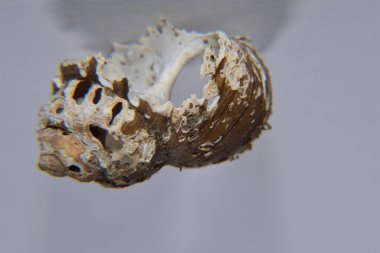 Koklea salyangozu arka planda izole edilmiş.