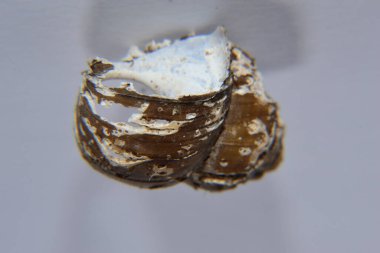 Koklea salyangozu arka planda izole edilmiş.