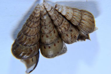 Koklea salyangozu arka planda izole edilmiş.