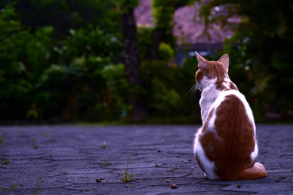 Şirin evcil kediler turuncu ve beyazdır.