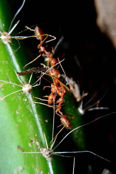 Weaver ants or green ants.
