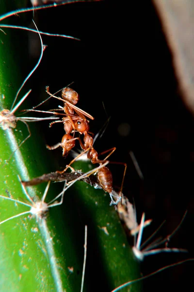 Weaver ants or green ants.