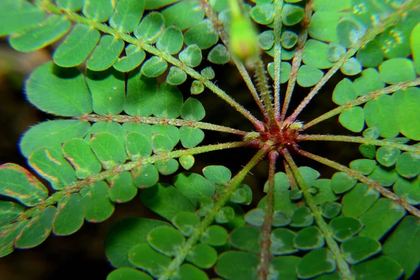 Doğa, biyokimyuma duyarlı yaprak bulanık arkaplan