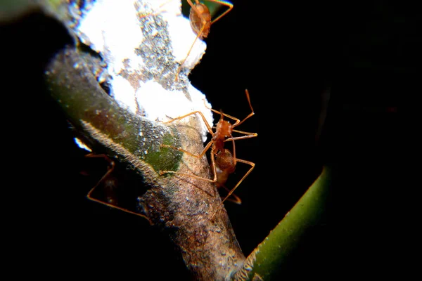 Weaver ants or green ants. Weaver ants live in trees and are known for their unique nest building behaviour where workers construct nests by weaving together leaves using larval silk