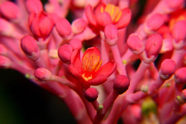 Arı aktivitesi, pembe çiçek ve bulanık siyah arka planı olan küçük siyah arı.