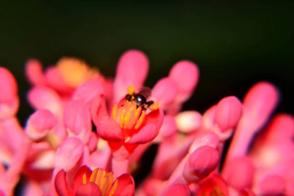 Arı aktivitesi, pembe çiçek ve bulanık siyah arka planı olan küçük siyah arı.