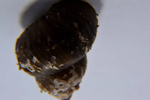 Koklea salyangozu arka planda izole edilmiş.