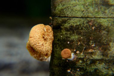 Ahşap mantar, bir grup kırmızı mantar.