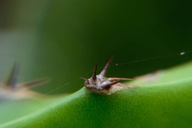 Doğa yakın, pitaya bulanık arkaplan dikenleri
