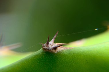 Doğa yakın, pitaya bulanık arkaplan dikenleri
