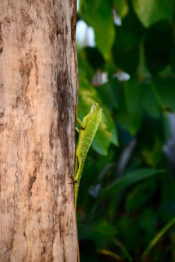 Bronchocela jubata. Bilinen adıyla yabanıl orman kertenkelesi. Ağaç gövdesinde.
