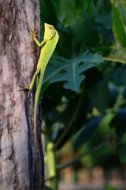 Bronchocela jubata. Bilinen adıyla yabanıl orman kertenkelesi. Ağaç gövdesinde.