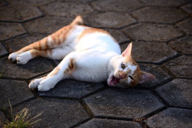 Sevimli evcil kediler. Rengi turuncu ve beyaz.