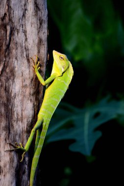 Bronchocela jubata. Bilinen adıyla yabanıl orman kertenkelesi. Ağaç gövdesinde.
