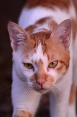 Sevimli evcil kediler. Rengi turuncu ve beyaz.