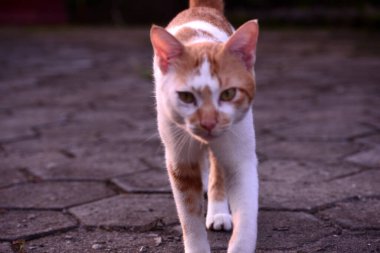 Sevimli evcil kediler. Rengi turuncu ve beyaz.