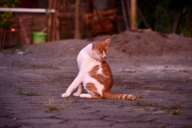 Sevimli evcil kediler. Rengi turuncu ve beyaz.