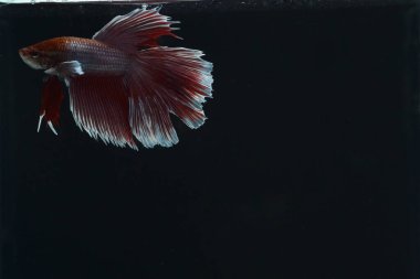 Beta balığı siyah arka planda izole edilmiş. Siyah ve beyaz renk