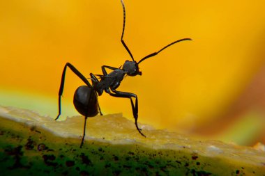 Siyah marangoz karınca bir marangoz karınca türüdür. Camponotus pennsylvanicus en büyük marangoz karınca türlerinden biridir.