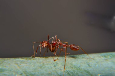 Weaver karıncaları ya da yeşil karıncalar. Weaver karıncaları ağaçlarda yaşar ve işçilerin larva lifini kullanarak birlikte yuva kurdukları eşsiz yuva kurma davranışlarıyla tanınırlar.