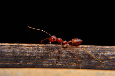 Weaver karıncaları ya da yeşil karıncalar. Weaver karıncaları ağaçlarda yaşar ve işçilerin larva lifini kullanarak birlikte yuva kurdukları eşsiz yuva kurma davranışlarıyla tanınırlar.