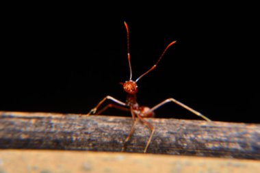 Weaver karıncaları ya da yeşil karıncalar. Weaver karıncaları ağaçlarda yaşar ve işçilerin larva lifini kullanarak birlikte yuva kurdukları eşsiz yuva kurma davranışlarıyla tanınırlar.