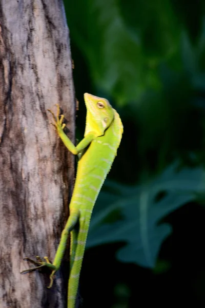 Bronchocela jubata. Bilinen adıyla yabanıl orman kertenkelesi. Ağaç gövdesinde.
