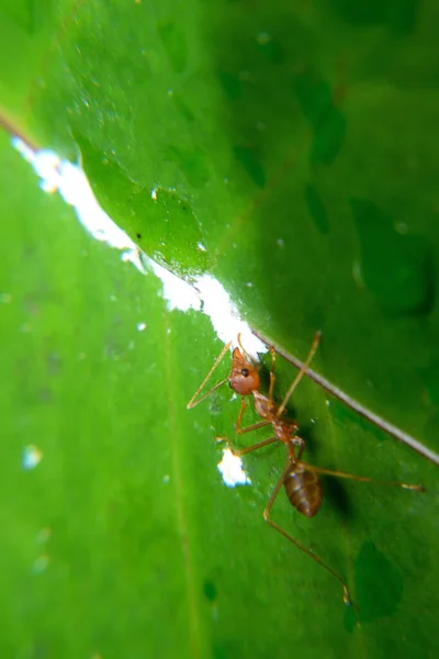 Weaver ants or green ants. Weaver ants live in trees and are known for their unique nest building behaviour where workers construct nests by weaving together leaves using larval silk