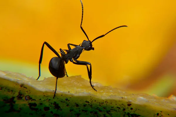 Czarna Cieśla Mrówka Jest Gatunkiem Stolarza Mrówki Camponotus Pennsylvanicus Jest Obrazy Stockowe bez tantiem