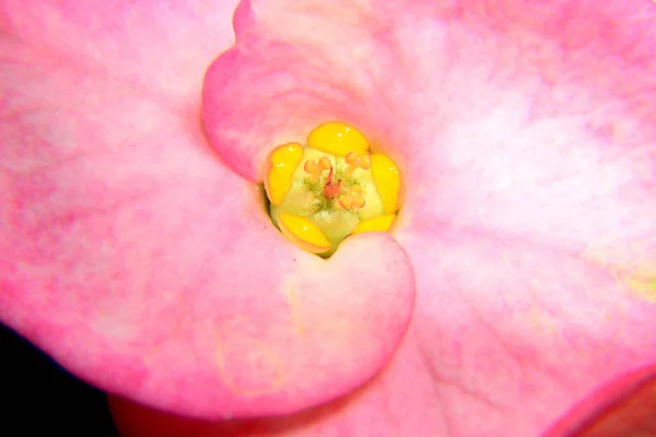 Pembe mutluluk çiçeğine yakın.