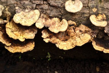 Ahşap mantar, bir grup kırmızı mantar.