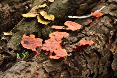 Ahşap mantar, bir grup kırmızı mantar.