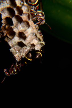 Siyah arka planlı kovanda bir eşekarısı