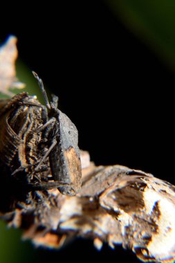 Pentatomidae. Genellikle kalkan böcekleri ya da pis kokulu böcekler