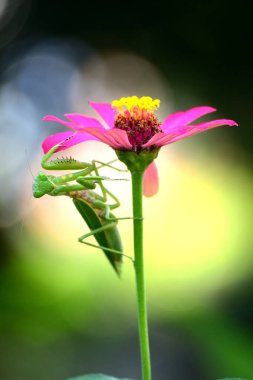 Pembe çiçekli, bulanık arkaplanlı peygamber devesi
