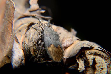 Pentatomidae. Genellikle kalkan böcekleri ya da pis kokulu böcekler