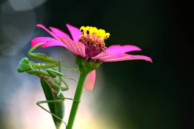 Pembe çiçekli, bulanık arkaplanlı peygamber devesi