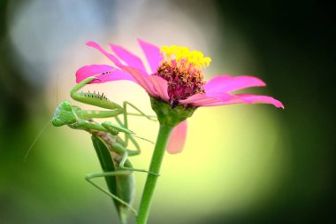 Pembe çiçekli, bulanık arkaplanlı peygamber devesi