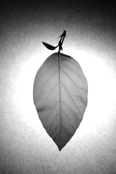 Siyah beyaz yaprak silueti